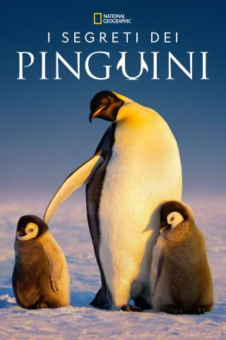 I segreti dei pinguini streaming