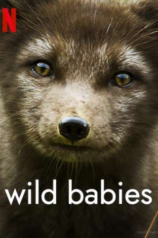 Cuccioli nella natura streaming